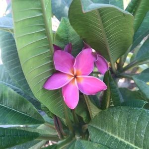 Meet your Posher, Sophia